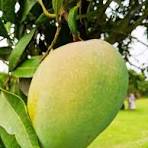 Lakṣaṇabhōga 10 KG